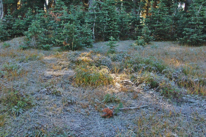 frost on Hurricane Ridge